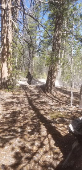 Sasquatch