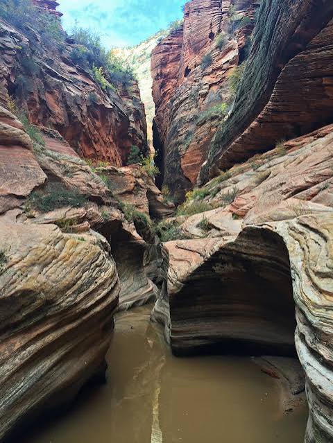 Manx in Zion National Park, UT.